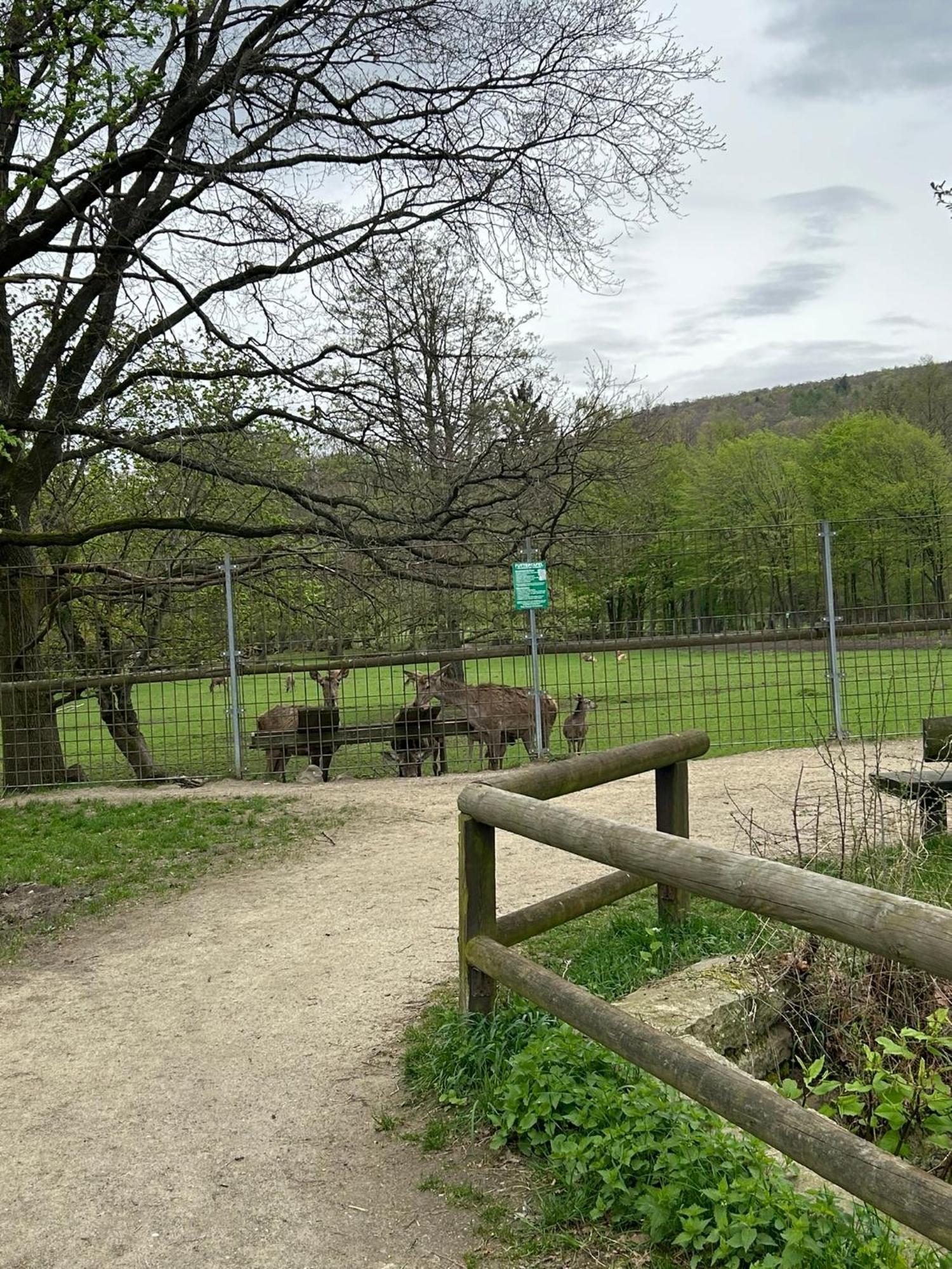 Kleine Auszeit Am Wildgehege Appartement Bad Harzburg Buitenkant foto
